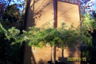 Jodła koreańska pienna mini szczepiona płaska karłowa inna