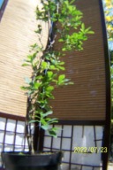 Azalia biała karłowa warkoczowa szczepiona inna