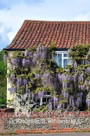 glicynia kwiecista 'Multijuga' Wisteria
