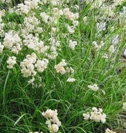 Kosmatka Śnieżna P9