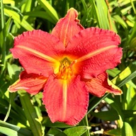 Liliowiec Czerwony 'Red Rum' W DONICZCE 2L (Hemerocallis) P13