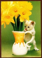 Kot kotek koty rasa harce kot w życiu człowieka pocztówka