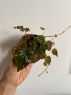 Begonia maurandiae Blue pnącze do paludarium