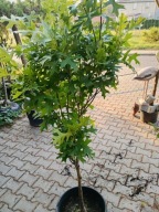 Dąb błotny Green Pillar barwny czerwony szczepiony pienny kulisty inny