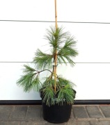 SOSNA WEJMUTKA NIAGARA FALLS * DUŻY OKAZ * SUPER