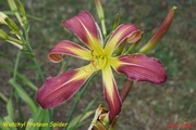 Hemerocallis / Liliowiec: Watchyl Protean Spider