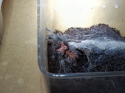 Ptasznik Tygrysi (Davus pentaloris),ok 2 DC, terrarium 10x10x10cm