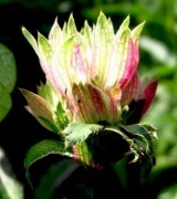 Jarzmianka większa (Astrantia major) 20n 