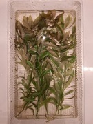 Hygrophila Polysperma 10 pędów