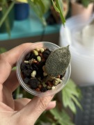 hoya thomsonii | sadzonka rosnąca