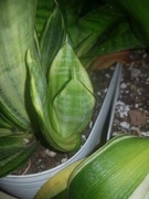 Sansevieria gwinejska sansewieria Golden Hahnii  