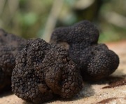 środek na salmonelle ciastko kolo ratunkowe