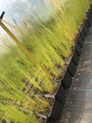 Ostnica Pony tails stipa trawa koński ogon