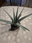 Kwiat sztuczny fejka