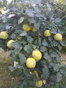 Pigwa świeże owoce duże zdrowe na nalewki przetwory EKO 5 KG