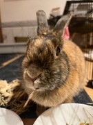 Królik miniaturka