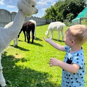 Alpaka , samiec roczny 