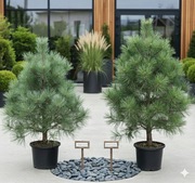 sosna czarna 50-60 cm 