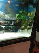 Sprzedam ryby Tropheus!