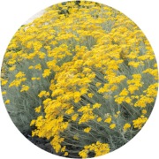 Kocanka włoska,  naturalne Maggi, wieloletnia 1,5L