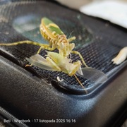 Creobrother sp. Yunnan modliszka oczkowa