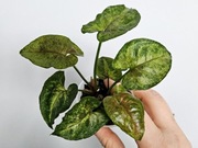 Syngonium Green Rooibos kolekcjonerskie dół w hydroponice 3 stożki 