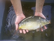 Ryby na wigilię. Karp królewski, amur, tołpyga, pstrąg