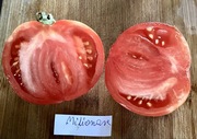 Pomidor Milionare kolekcjonerskie nasiona