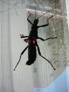 Straszyk diabelski/ straszyki diabelskie 10 sztuk=10 zł