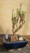 Trichodiadema - okaz 15letni - caudex, kaudeks - bonsai - #8