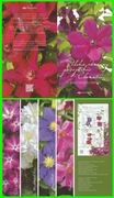 2019.06.25. Polskie odmiany powojników - Clematis - arkusik - folder 