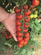 Sadzonki pomidorów koktajlowych TUDOR F1 - rozsada