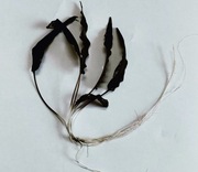 Kryptokoryna brązowa 5 SZTUK (Cryptocoryne wendtii brown) | podgrzewacz