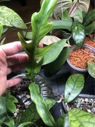 Philodendron Elegans