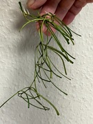 Hoya hoja Retusa - ukorzeniona sadzonka , dwa węzły