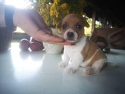 Szczeniaki Jack Russell Terrier 
