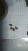 Mały wałeczek do gramofonu lub magnetofonu