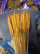 żyto  żółte zboże suszone naturalne  palmy