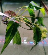 Schismatoglottis Roseospatha Rarytas