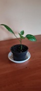 Piękny młody zdrowy hibiskus czerwony pełny dawna odmiana + gratis