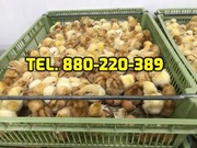 Kurczaki pisklęta mięsne, kury nioski, kaczki,inne