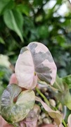 Syngonium Pink Spot Marble Double Variegata 