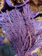 Proso klosy zboże suszone naturalne trawy izdobne fiolet 
