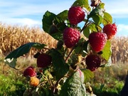 Malina Polana z gołym korzeniem