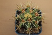 Kaktus Ferocactus glaucescens