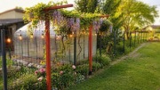 Pergola / trejaż pod pnącza, winorośl, wisterię – drewniana 2 m