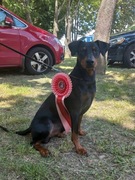 PINCZER ŚREDNI NIEMIECKI - ZAPOWIEDŹ - REZERWACJA - czarne podpalane  