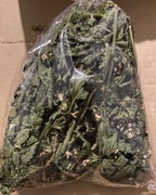 Serdecznik pospolity ziele z kwiatem