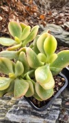 Grubosz Crassula Korean White 