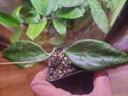 Hoja/hoya Wibergiae
